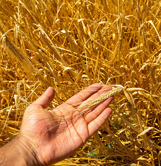 GACI - Production agricole